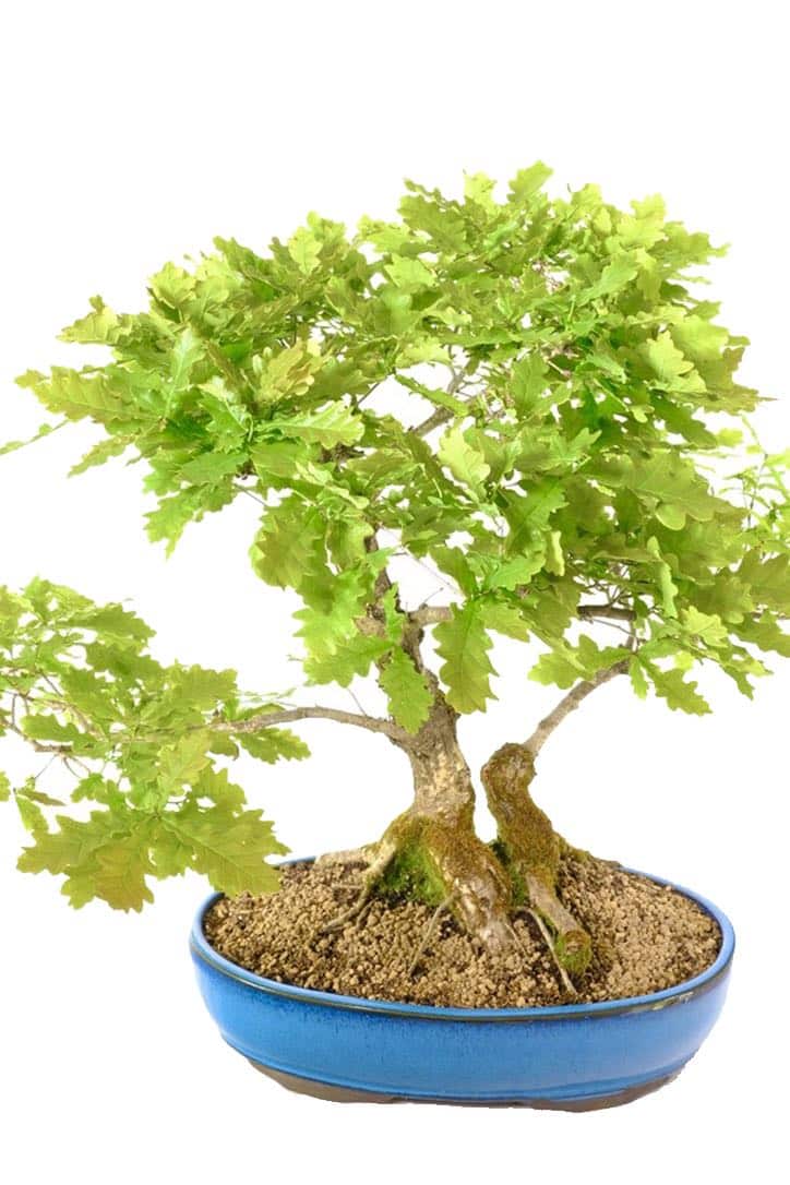 Free Bonsai Direct Care Handbook included