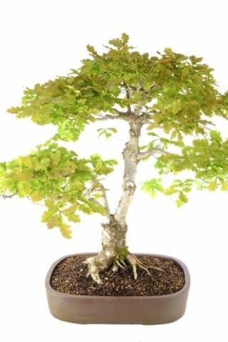 Phenomenal Quercus robur outdoor bonsai for sale UK