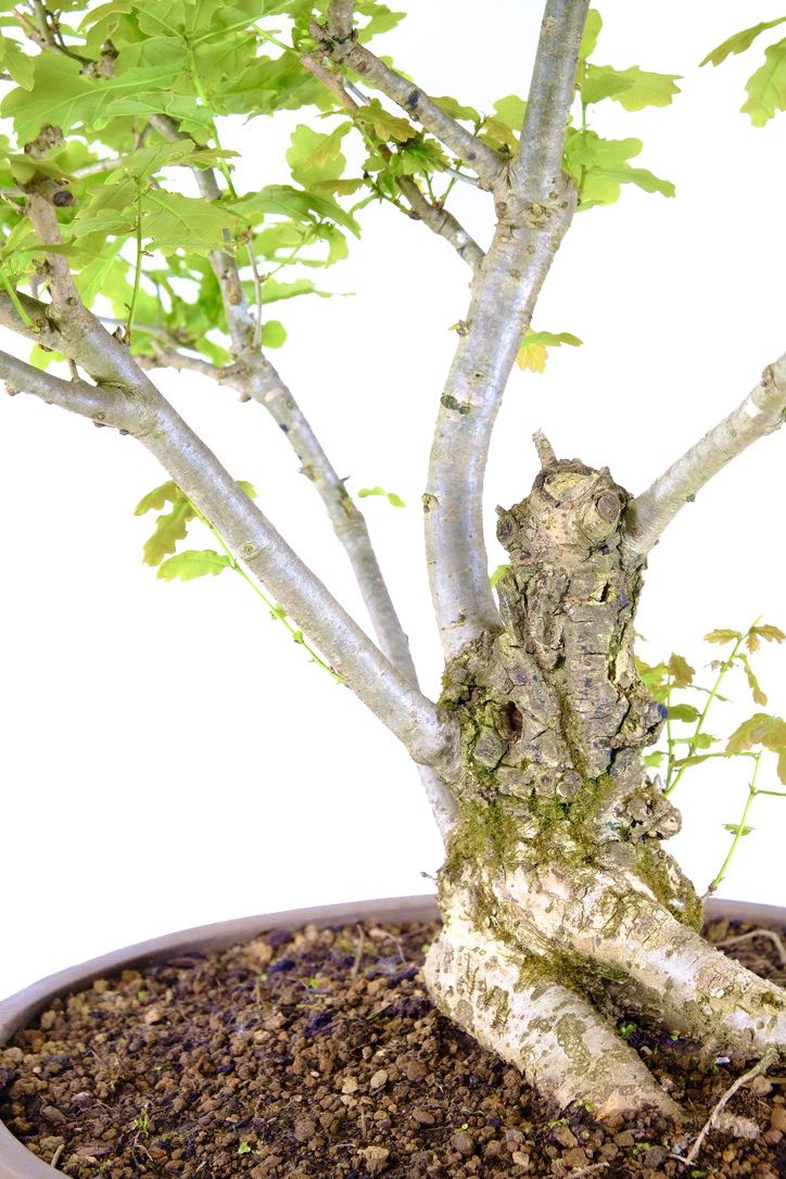 Wonderful old stumpy character