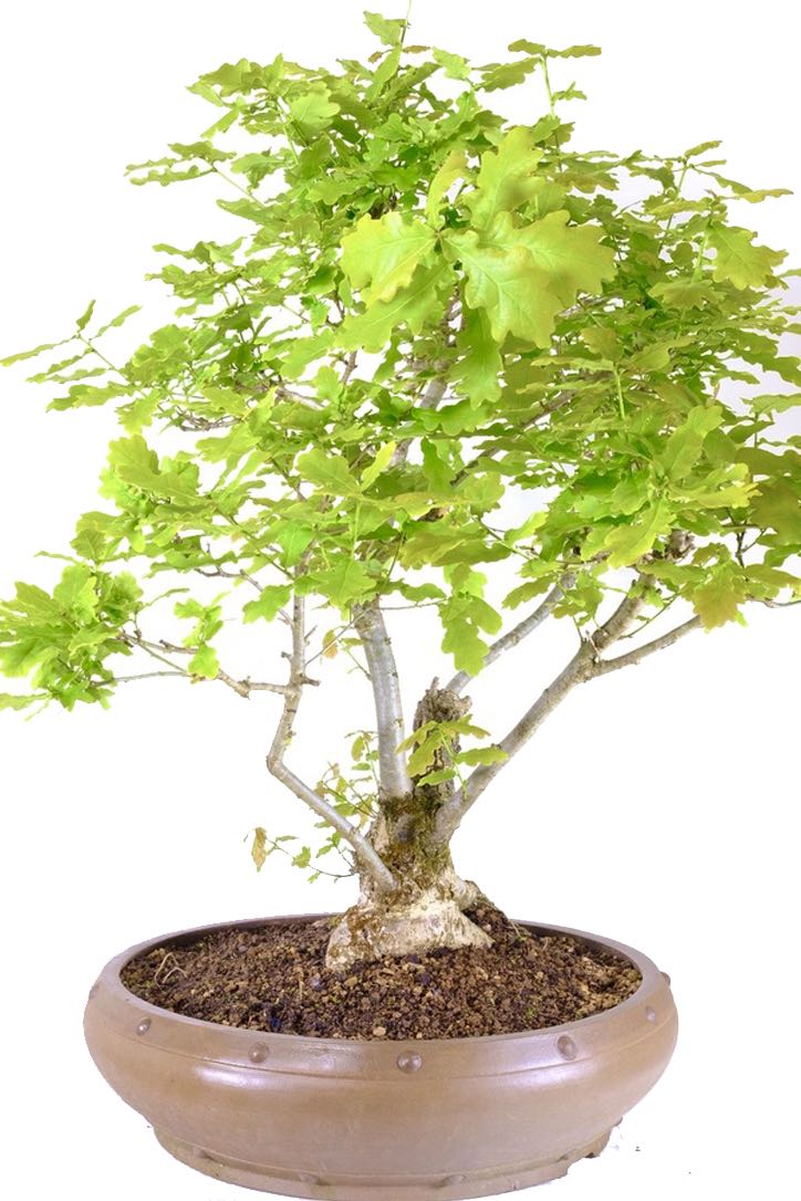 English oak is the mighty woodland tree - This bonsai does it justice