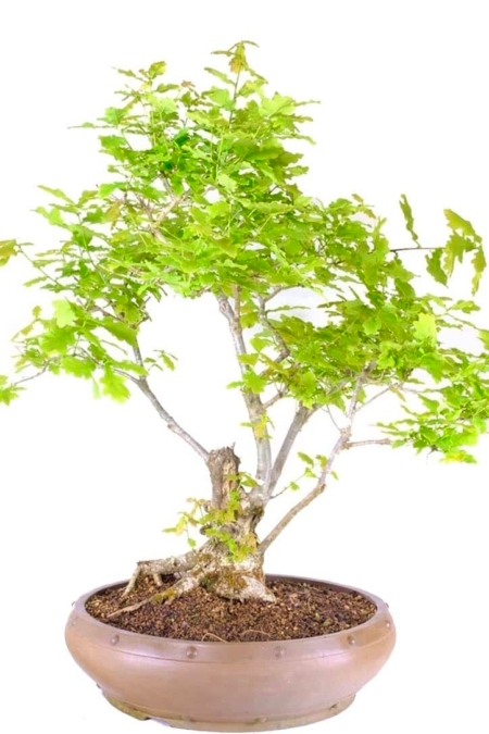 A truly extraordinary English oak Bonsai in round ceramic pot for sale