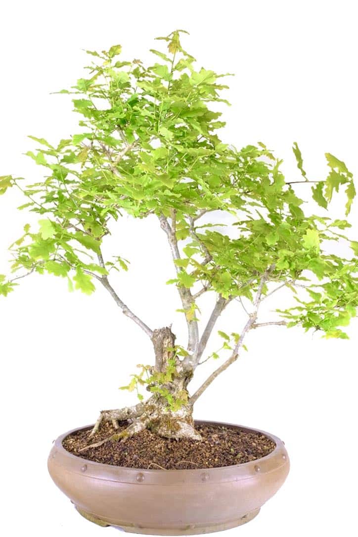 A truly extraordinary English oak Bonsai in round ceramic pot for sale
