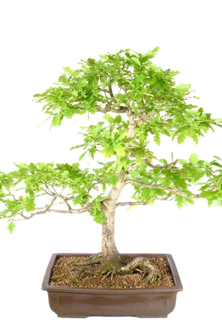 Captivating Elegance: 32-Year-Old English Oak Outdoor Bonsai