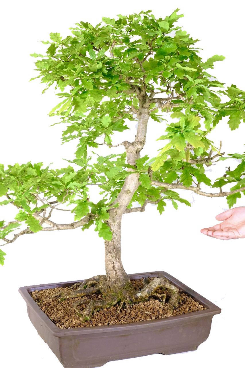 Enchantment of Nature's Artistry: 32-Year-Old English Oak Outdoor Bonsai