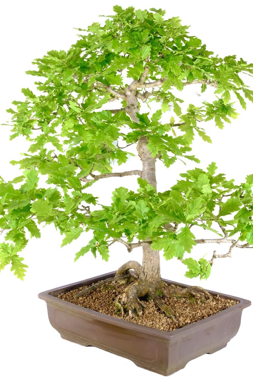 Stately and Impressive: 32-Year-Old English Oak Bonsai