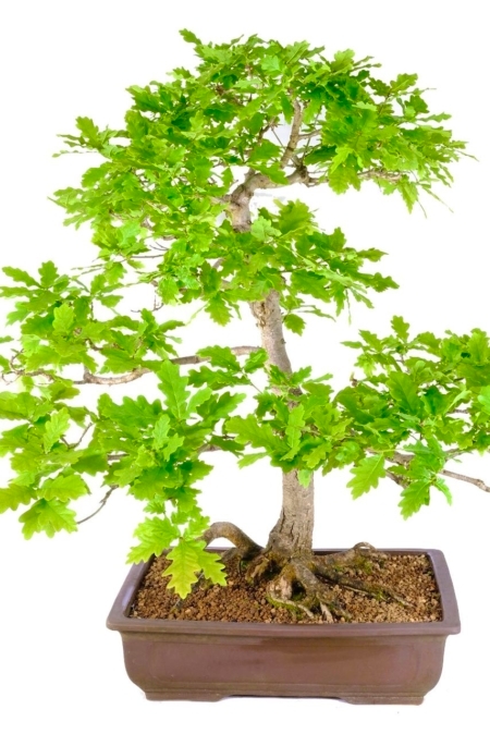 Radiant Ambiance: English Oak Outdoor Bonsai's Bright Canopy