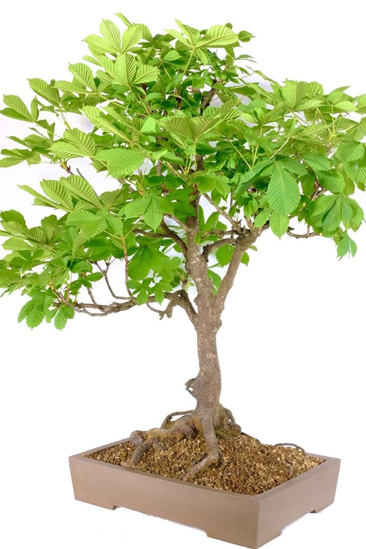 Timeless Majesty: Horse Chestnut Bonsai (Aesculus hippocastanum) with Exquisite Root Flare