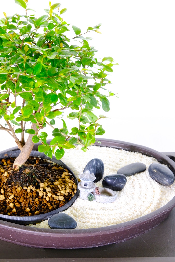 Zen indoor bonsai garden of reflection with pool
