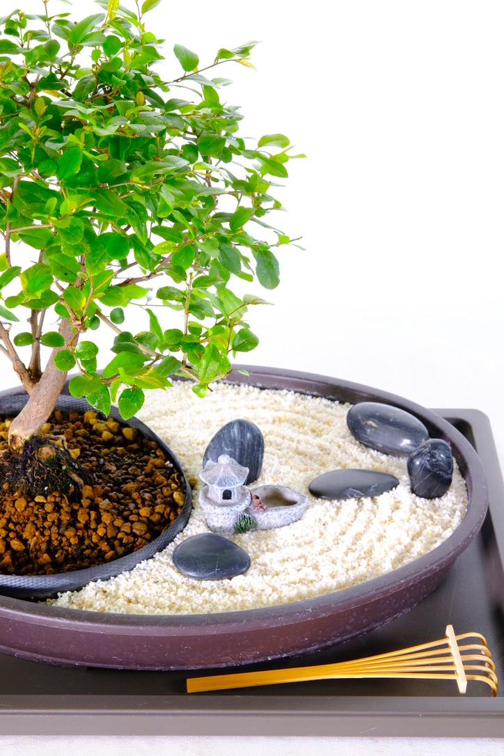 Chinese Sweet plum - Garden of reflection