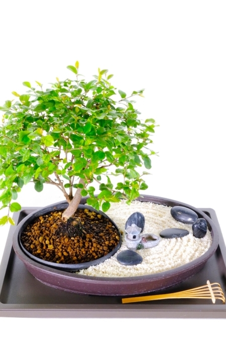 Zen bonsai garden - Garden of reflection