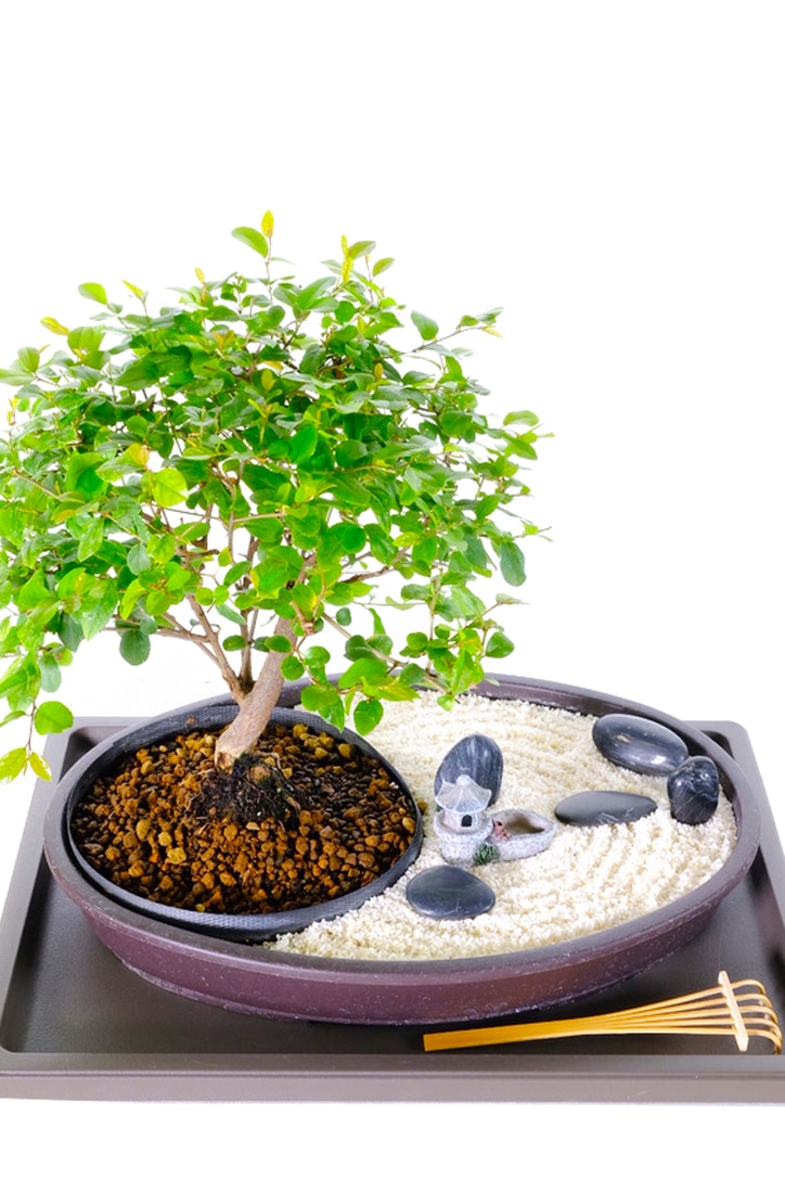 Zen bonsai garden - Garden of reflection