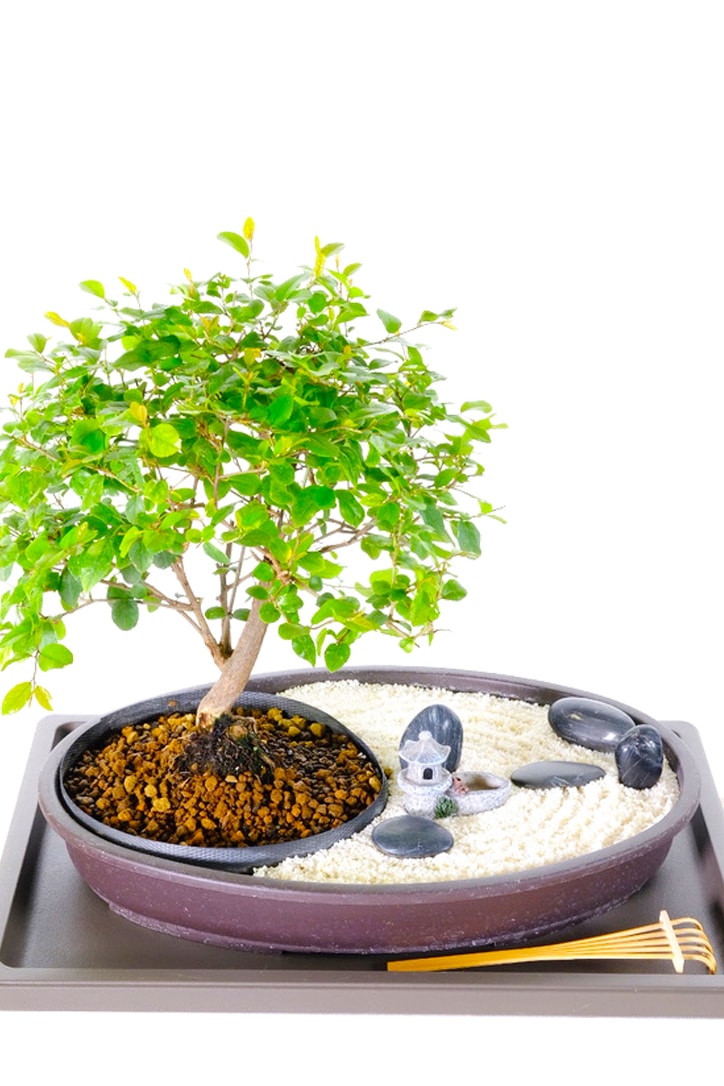 Stunning Zen indoor bonsai tree garden
