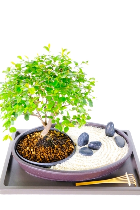 ZEN BONSAI GARDEN - GARDEN OF SERENITY