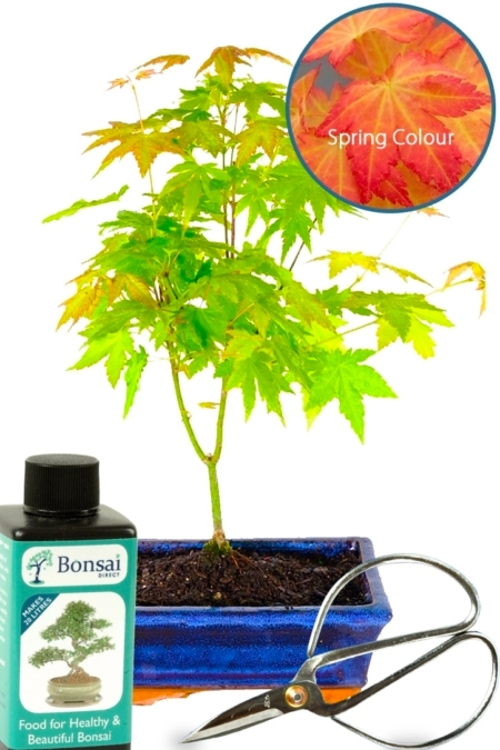 Maple bonsai - Orange Dream Starter kit