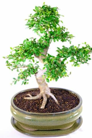 Chinese Elm Bonsai - Embracing Splendor and Tranquility