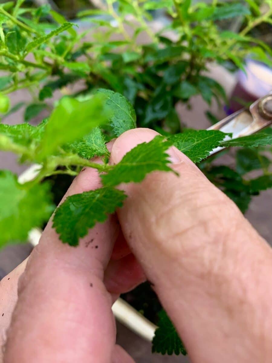 Cherry blossom bonsai cuttings
