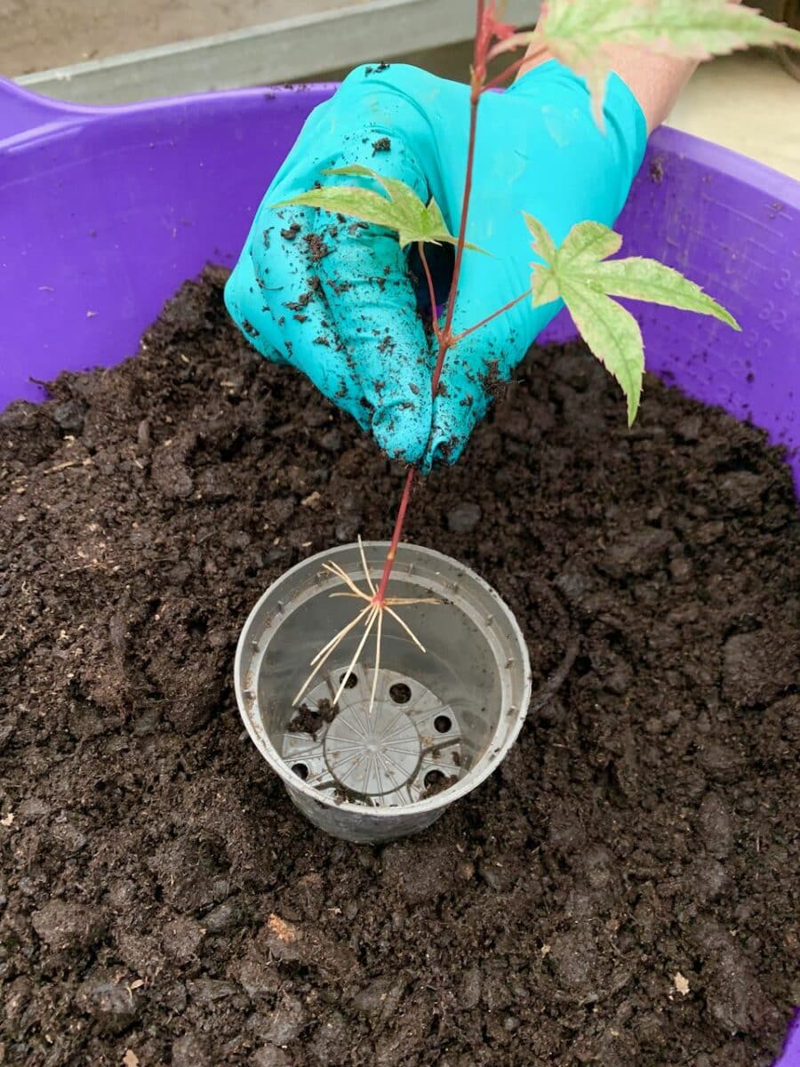 Cutting ready for being potted