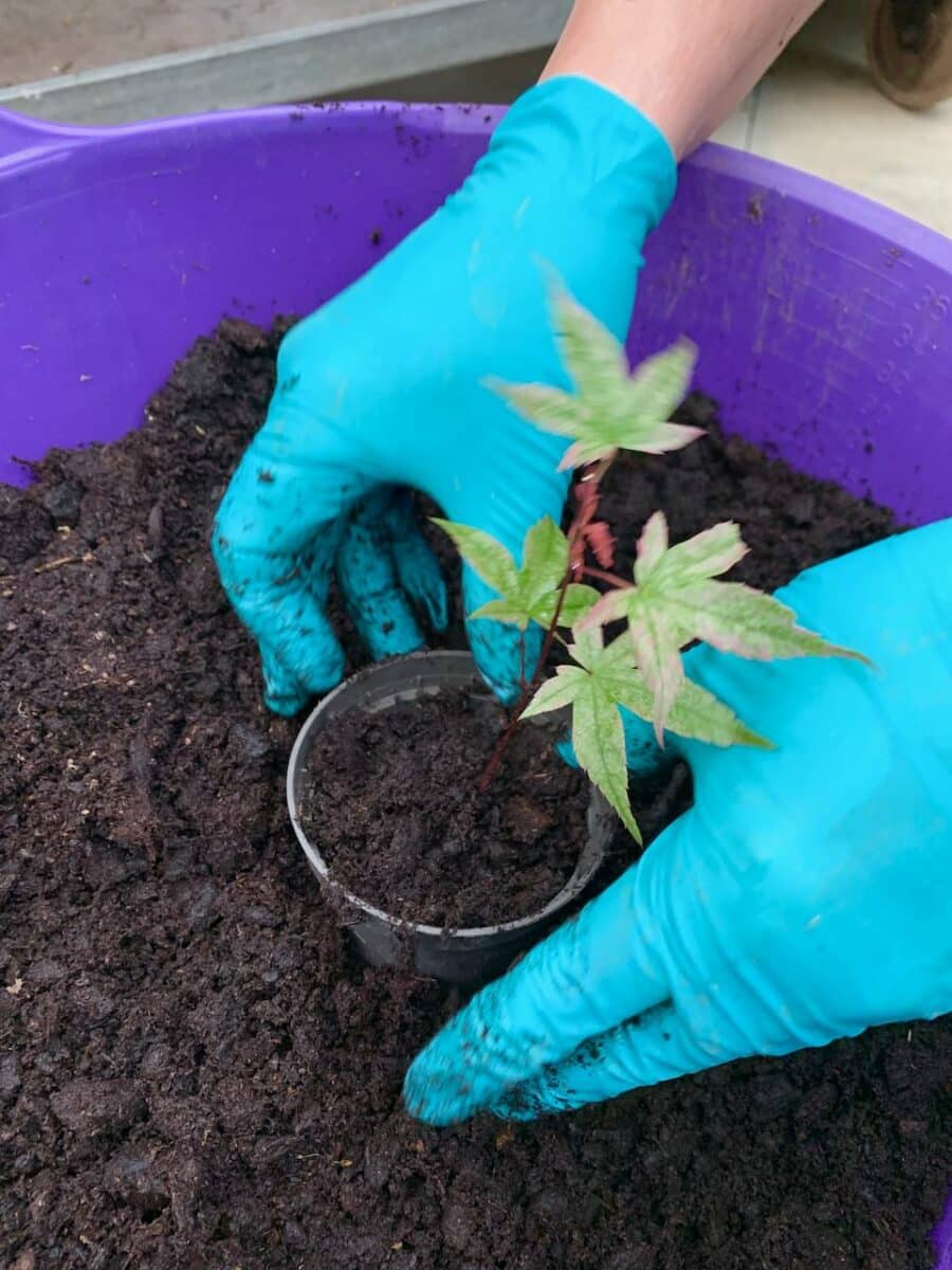 Potting the bonsai cutting into 'peat free' compost for sustainability and environmental reasons