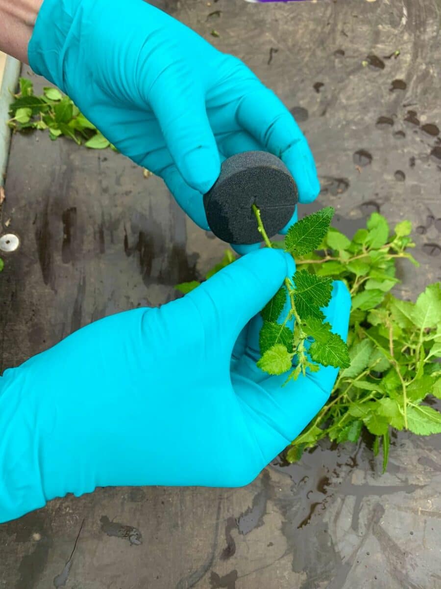 Position the cutting carefully into the sterilised foam block
