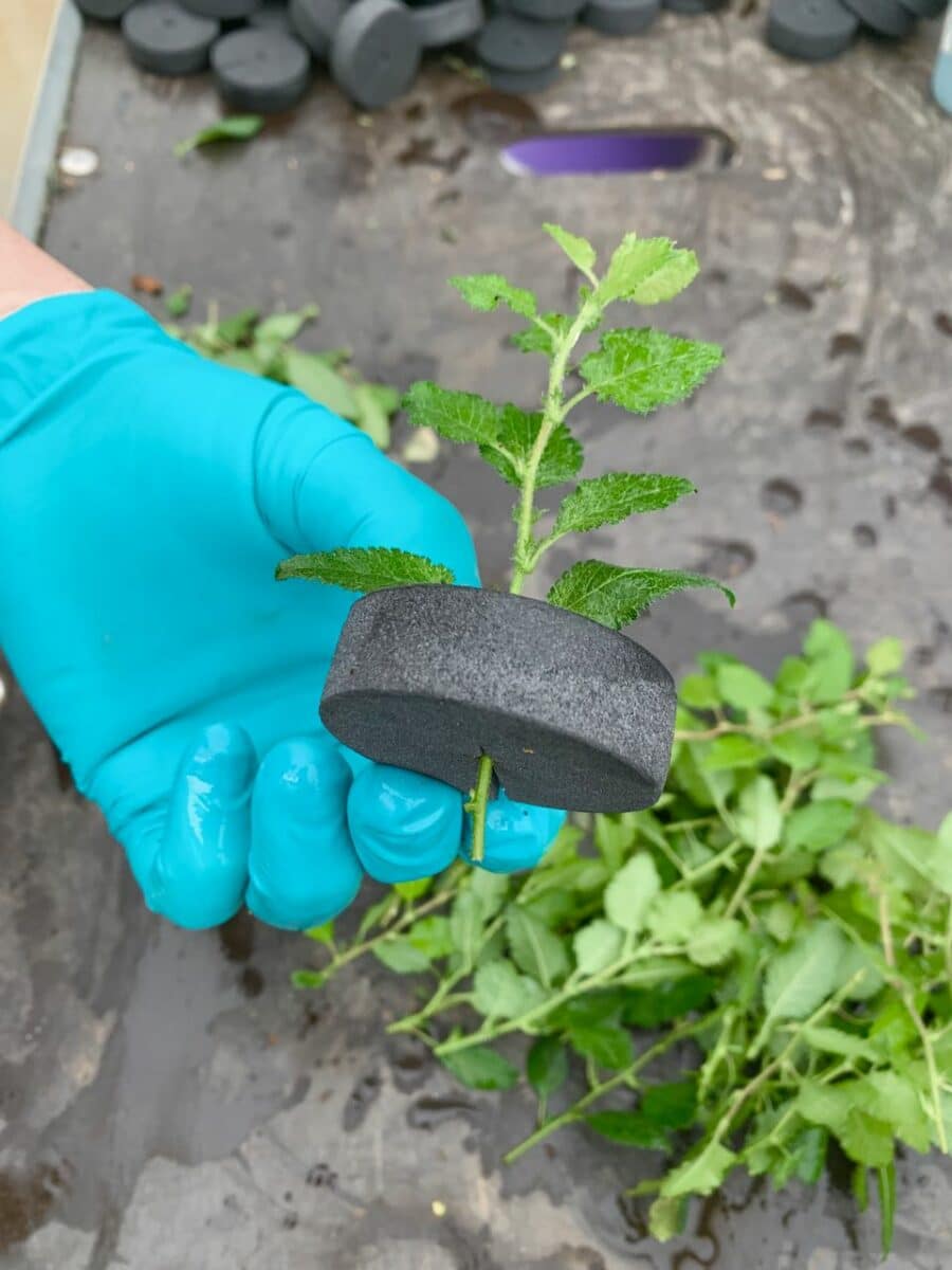 Cherry Blossom Bonsai Cutting - Prunus for a hardy outdoor flowering bonsai tree