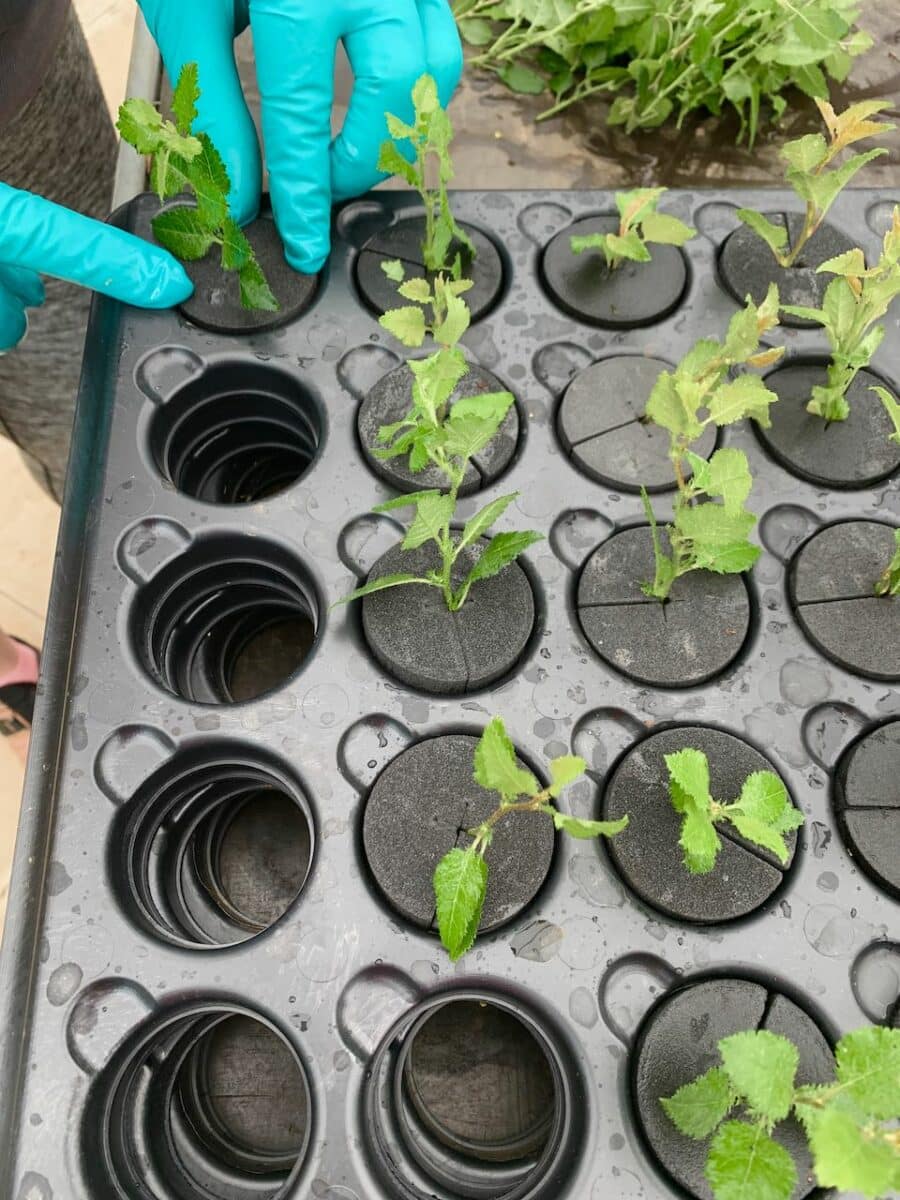 The foam discs are placed into a tray for be added to the hydroponics propagator unit