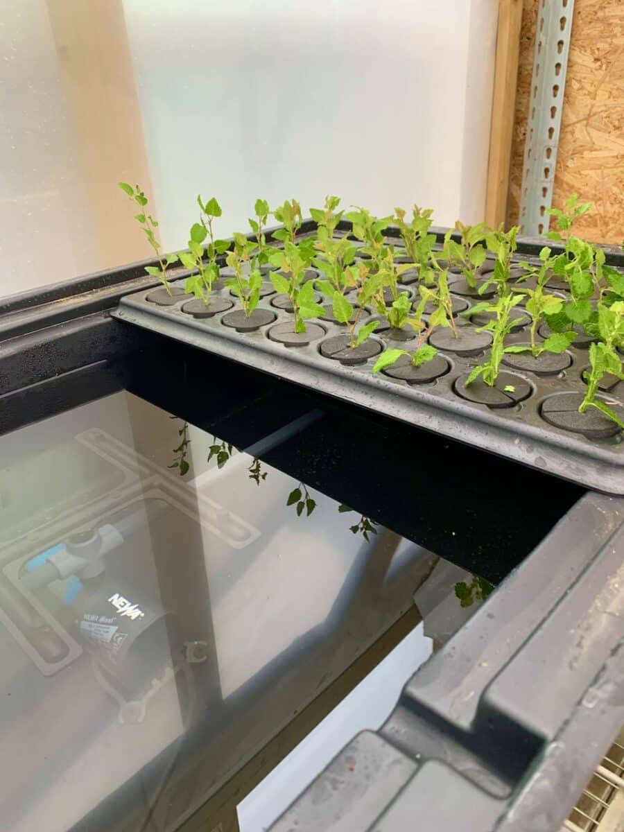 This tray is added to the propagator unit