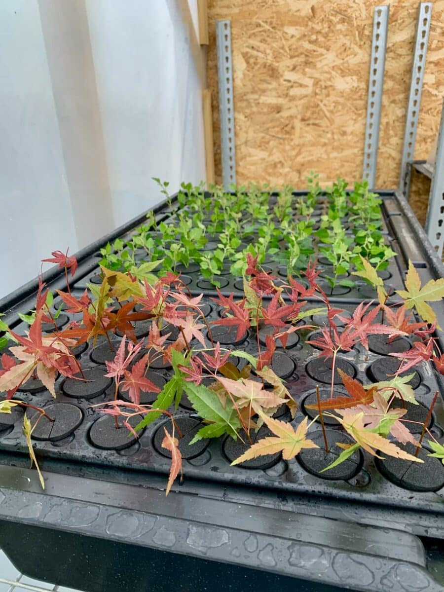 More trays are added until the propagator is full