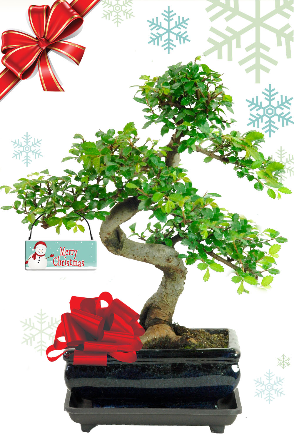 Stylish Chinese Elm Bonsai gift, perfect for Christmas with "Merry Christmas" snowman designed tag