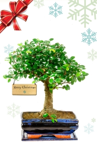 Orchard-style Chinese Elm bonsai tree Christmas gift with FREE UK delivery!