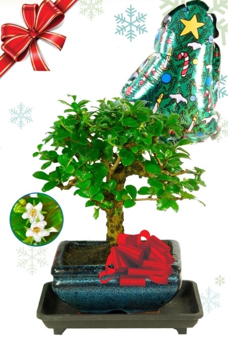 Baby orchard-style flowering Fukien Tea Tree bonsai tree Christmas gift for sale UK