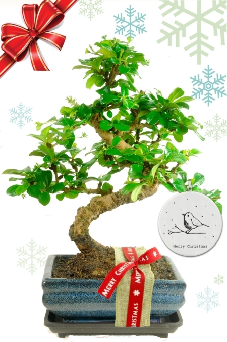 Flowering Christmas Bonsai Plant – Absolutely Delightful Quality Eco-Friendly Unique Gift