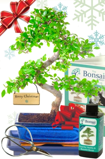 Chinese Elm Bonsai tree starter kit - Wonderful Christmas gift! FREE UK delivery is available - pre-order now and choose your delivery date at the checkout!