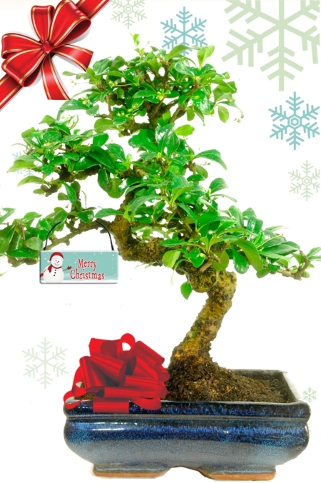 12 year old flowering Fukien Tea Tree bonsai for sale with FREE UK delivery