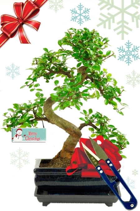 Perfect Beginners Twisty Indoor Bonsai Tree Favourite with Snowman Tag & Leaf Cutters
