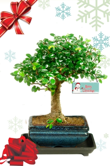 Orchard-style baby bonsai gift. Chinese Elm with snowman hanging tag | FREE UK delivery!