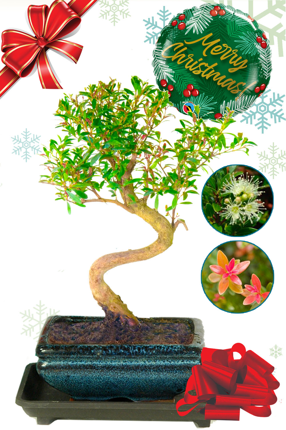Fruiting & flowering Roseapple / Myrtle bonsai tree gift for Christmas with FREE UK delivery!