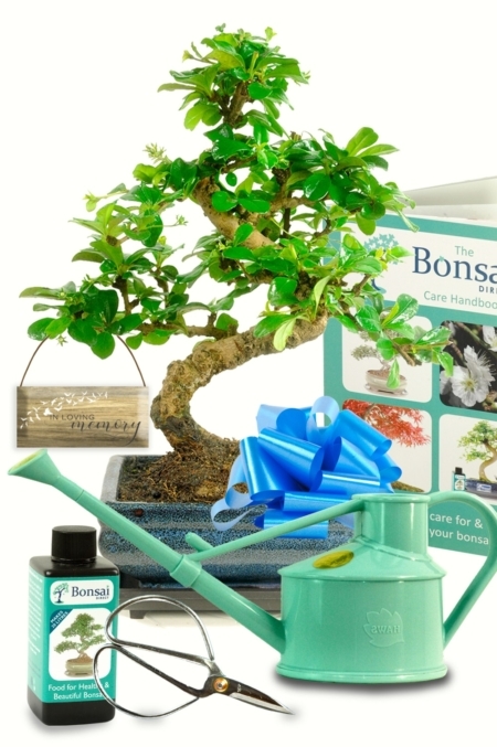 Memorial Tree - Flowering Fukien Tea Tree bonsai kit