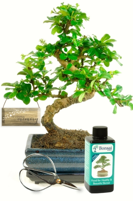 Memorial Tree - Flowering Fukien Tea Tree bonsai kit