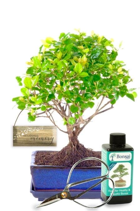 Memorial Tree - Fruiting Chinese Sweet Plum bonsai kit