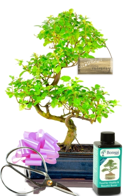 Memorial Tree - Fruiting Chinese Sweet Plum bonsai kit