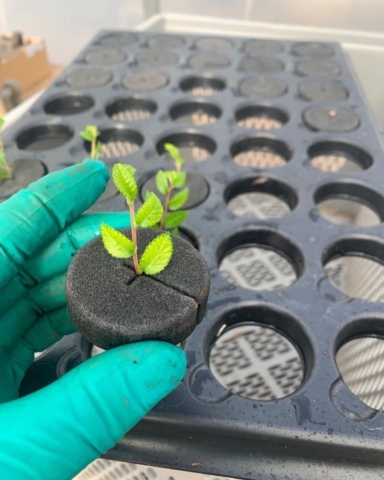 Bonsai tree cuttings - How to grow your own bonsai tree