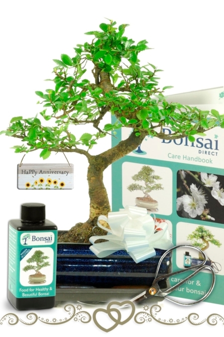 Celebrate cherished moments with the Anniversary Tree Bonsai Kit—an exquisite gift that captures the beauty of growth and love.