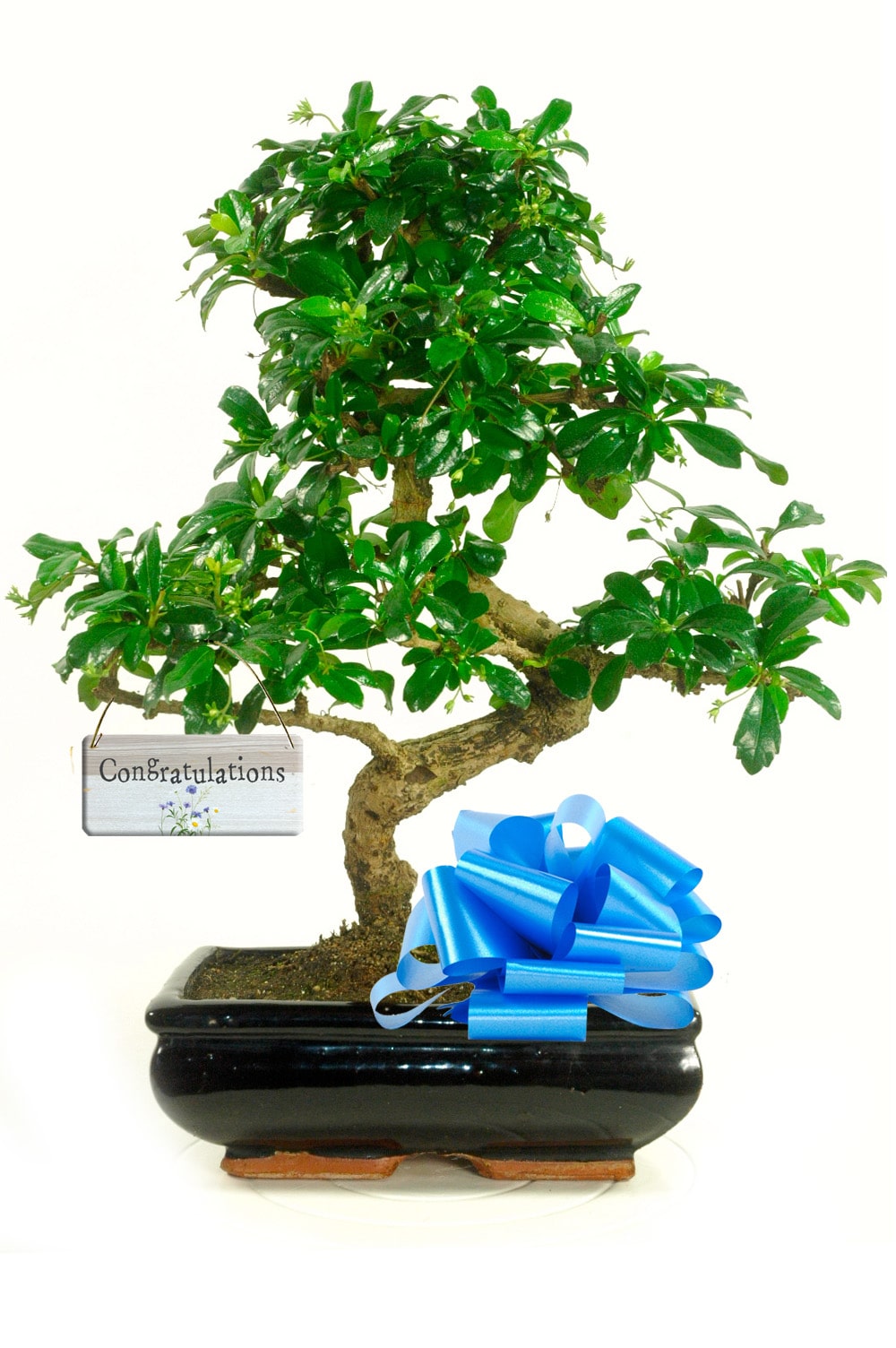 Nurturing Success: The Congratulations Gift Bonsai—a thoughtful gesture symbolizing growth, accomplishment, and joyous milestones.