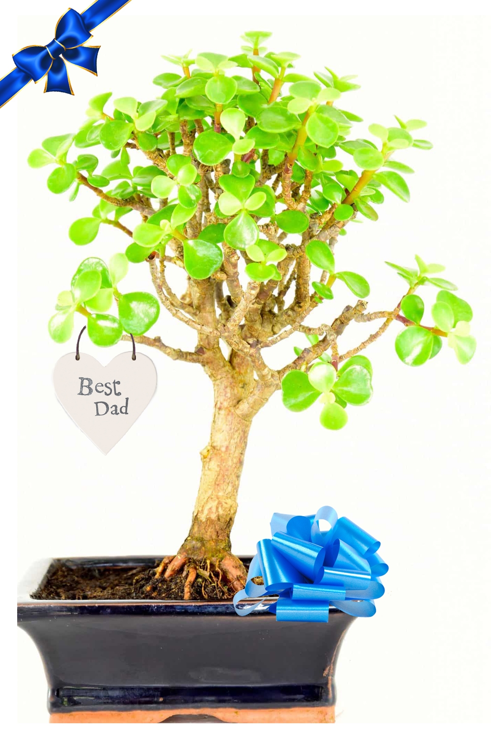 Stunning Best dad Money tree bonsai -easy care