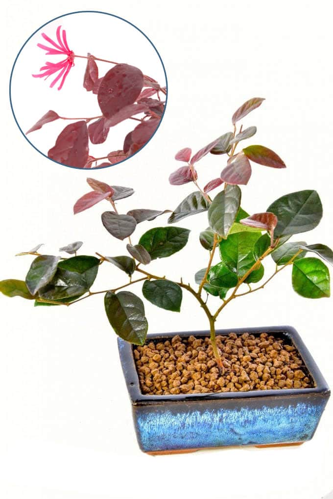 Blush tree mini starter bonsai tree