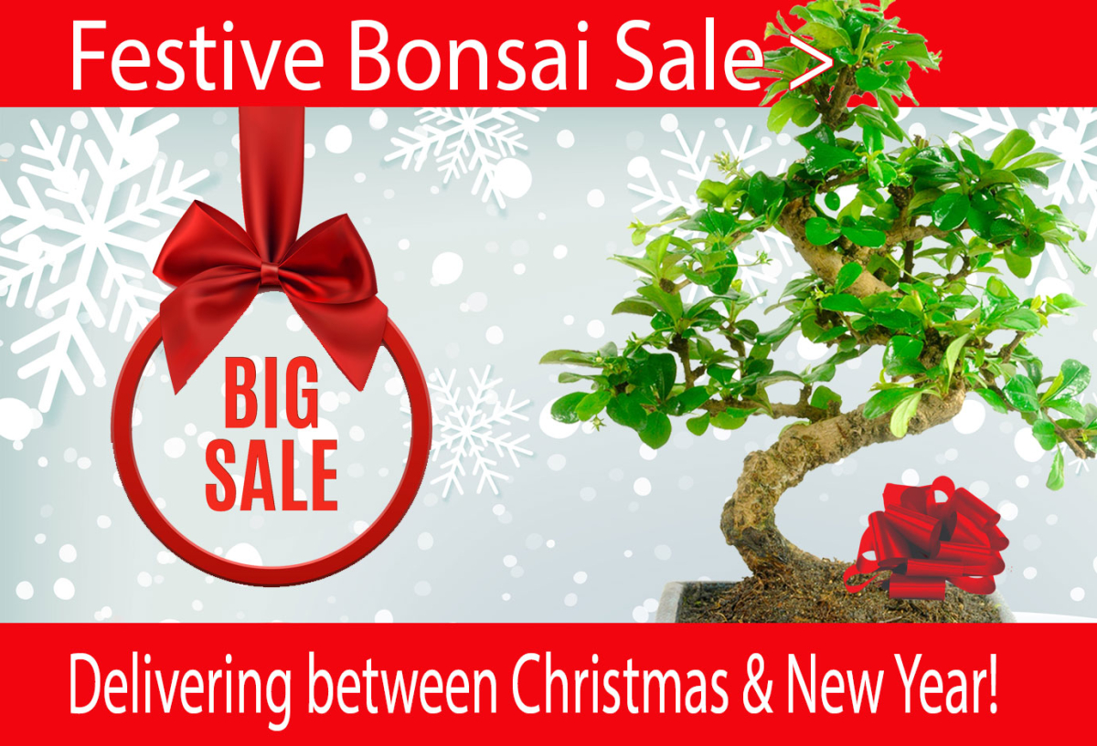 Festive Bonsai tree Sale 2025 - 2026