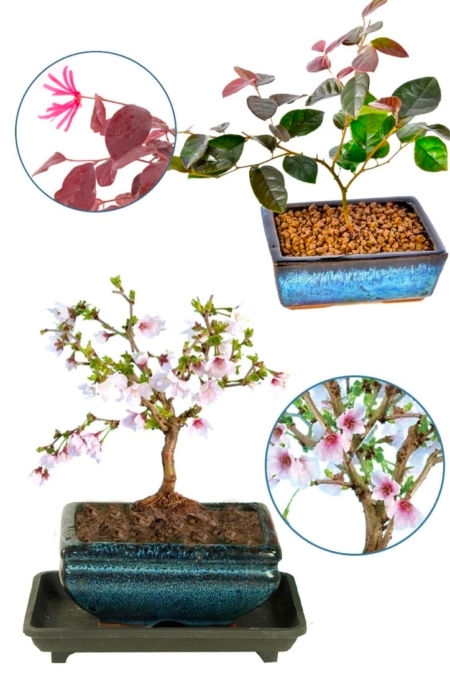 A Miniature Pair of Flowering Bonsai | The Cherry Blossom & Chinese Blush (Purple Leaves)