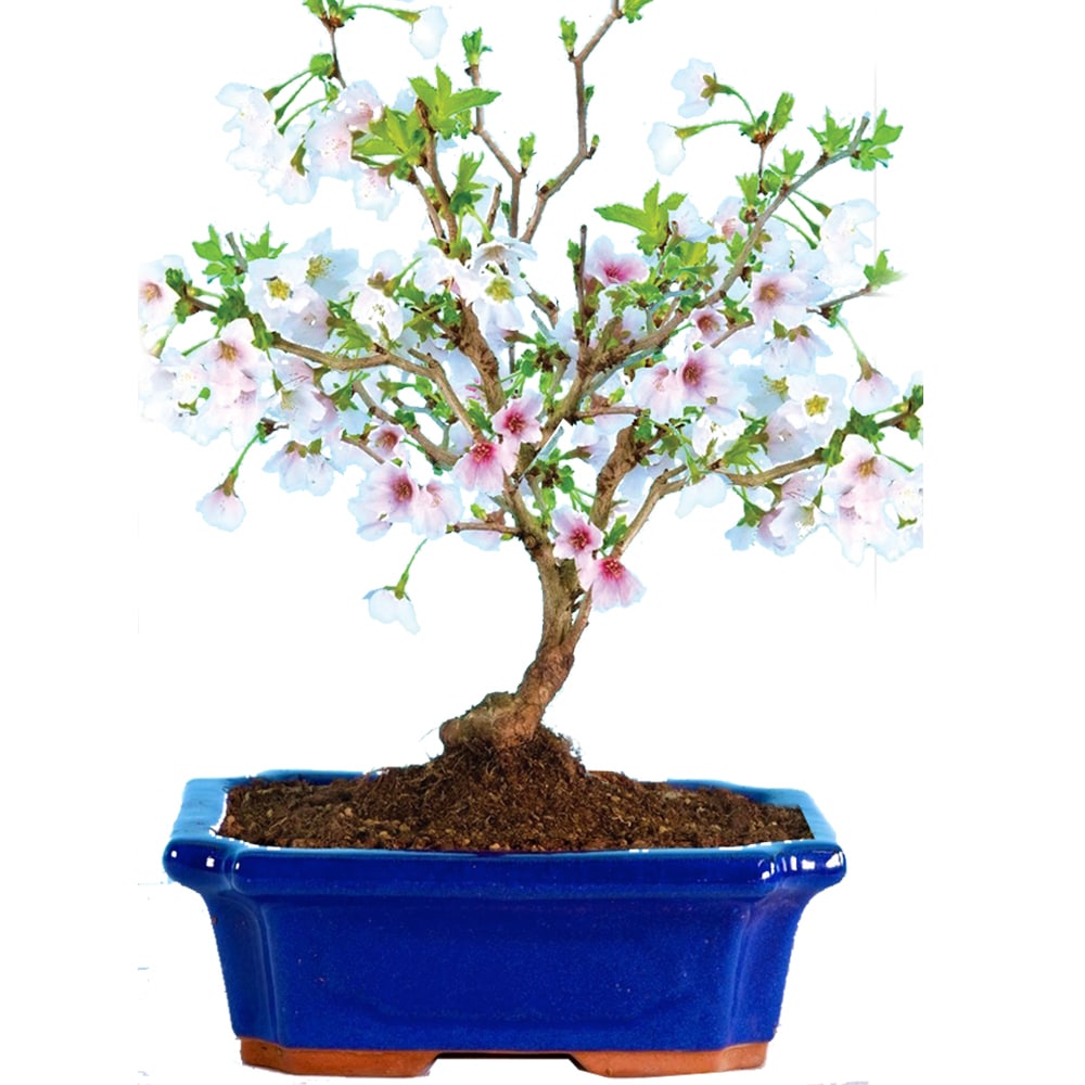  Cherry Blossom Bonsai Trees
