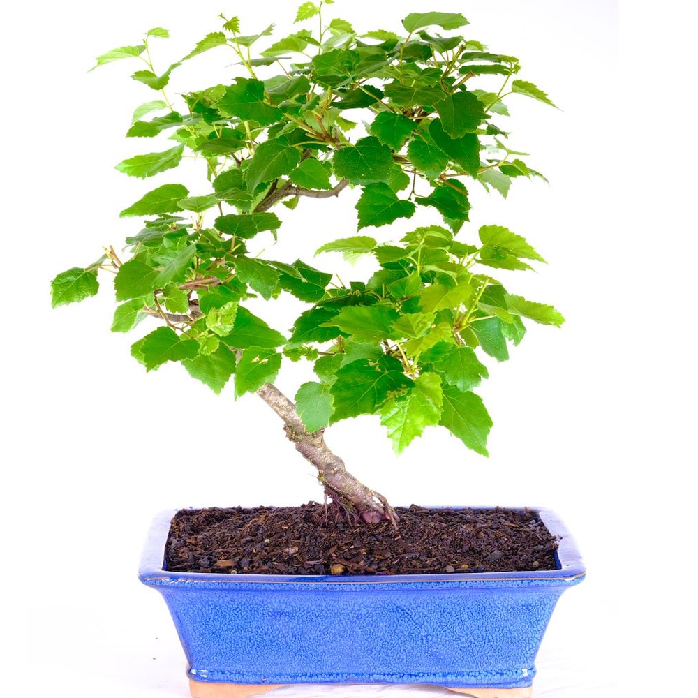 Silver Birch bonsai species - ideal Silver wedding Anniversary gift idea!
