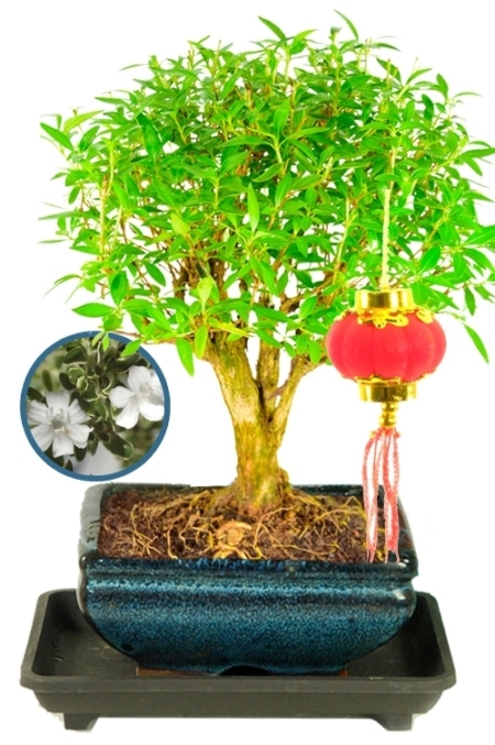 Chinese New Year Tree of a Thousand Stars